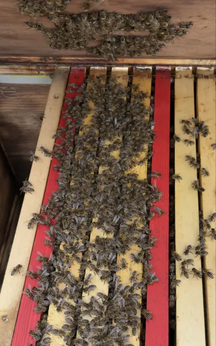 Ableger Bienenvölker Carnica US Dadant