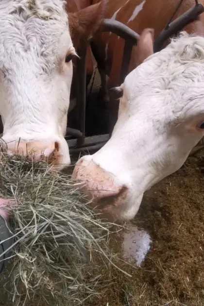 Heu inkl. Lieferung, Heuballen Grummet, Heu Rundballen