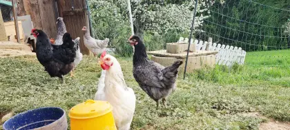 Hühner, Hennen zu vergeben