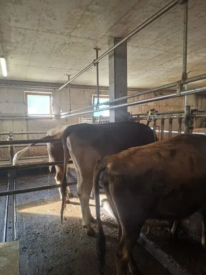 Braunvieh Jungkalbin