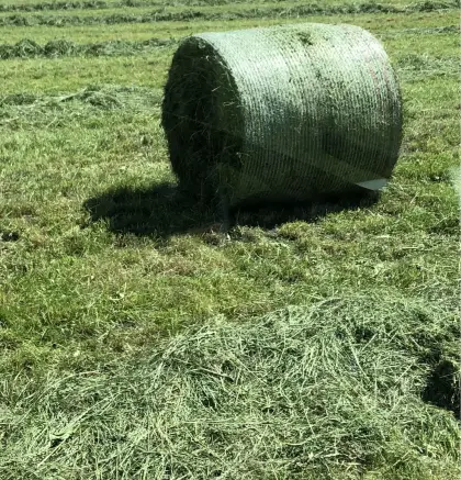Gras-Siloballen zu verkaufen