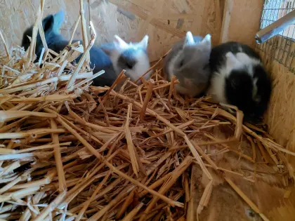 Süße Zwergkaninchen