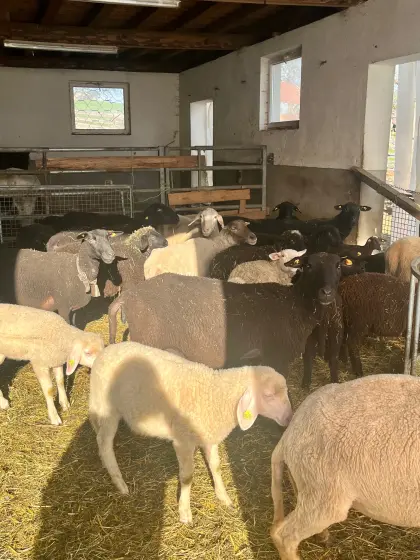 Mutterschafe mit Lämmern und Widder