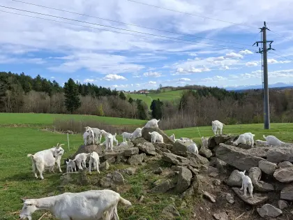 Verkaufe junge Ziegenböcklein