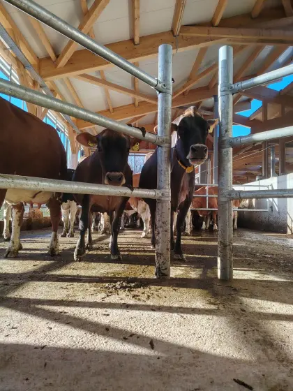 Jersey-Kühe zu verkaufen