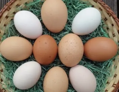 Bruteier Schwedische Blumenhühner Maran New Hampshire