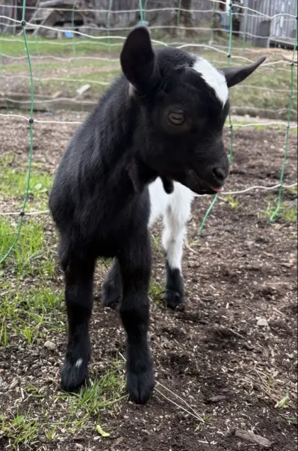 Zwergziegenbock bio
