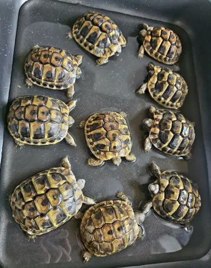 Griechische Landschildkröten Nachzuchten 2024