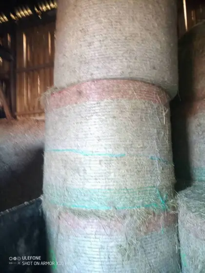 Extensives Wiesenheu