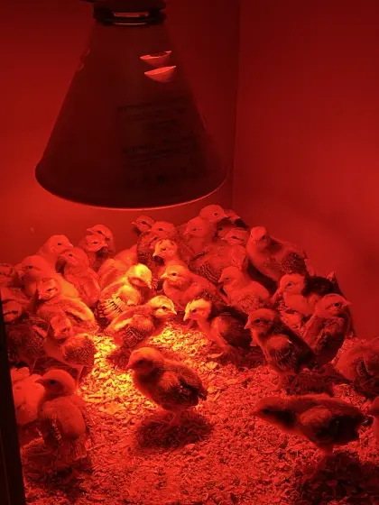 Bayrische Landzwerge