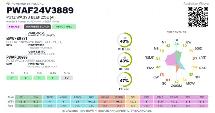 reinrassige Wagyukalbin Zoe tragend mit Mayuko