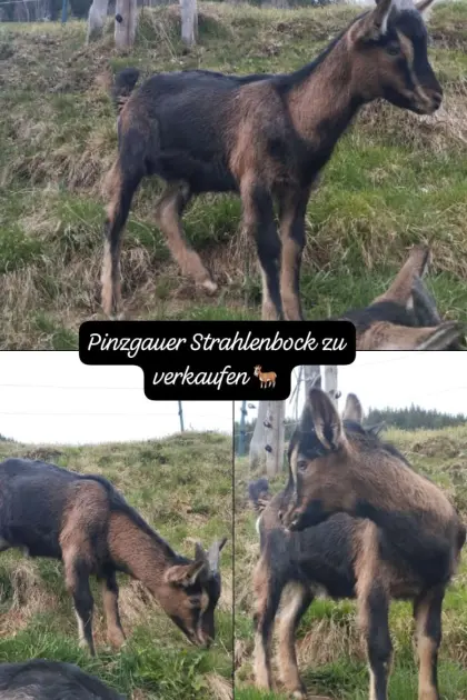 Pinzgauer Strahlenbock