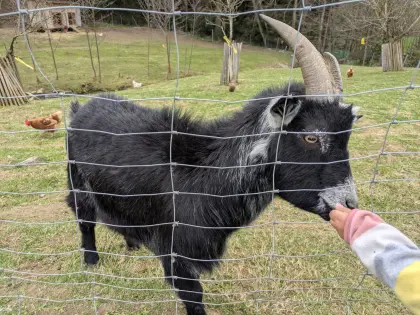 Zwergziegen abzugeben