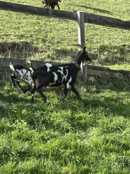 Tauernschicken Ziege