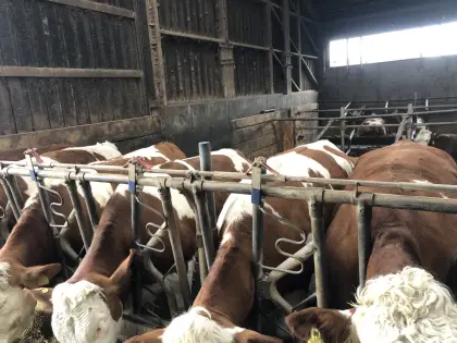 Trächtige Kalbinnen