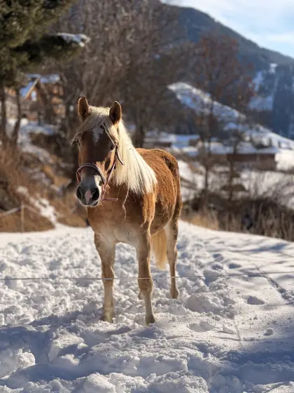 2-jährige Haflingerstute nach Avalon