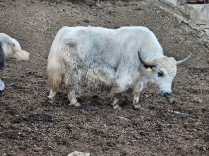 Yaks zu verkaufen