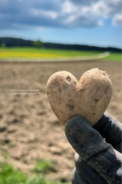 Bio-Speisekartoffeln kleine Sortierung