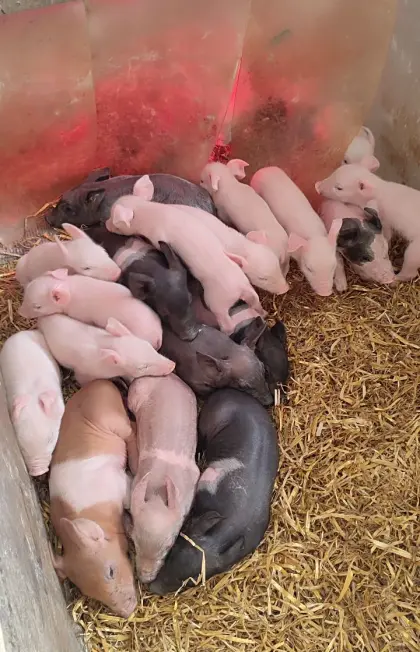 Ferkel Duroc x Pietrain