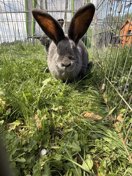 Deutsche Riesenschecke Männchen