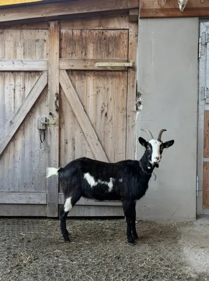HB-Tauernschecken Ziegen