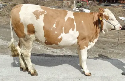 Trächtige Fleckviehkalbin