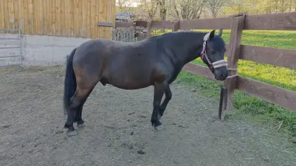 Pony-Wallach Flokí