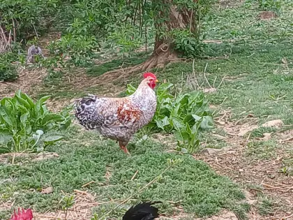 Suche Bielefelder Hahn