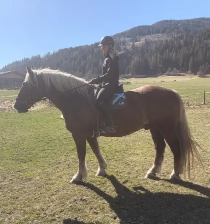 Schicker Noriker Wallach