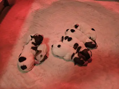 Jack Russell Terrier Welpen FCI/ÖKV Zucht
