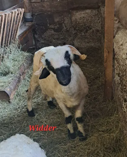 Walliser Schwarznasen Schafe