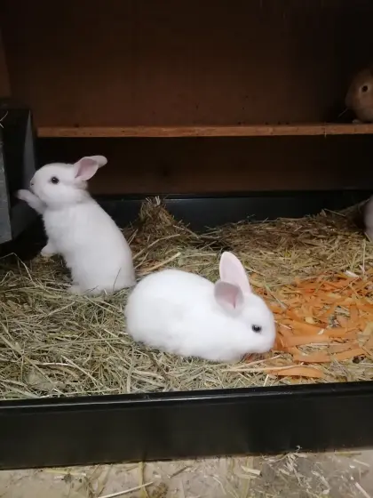 Zwergkaninchen Zwerghasen