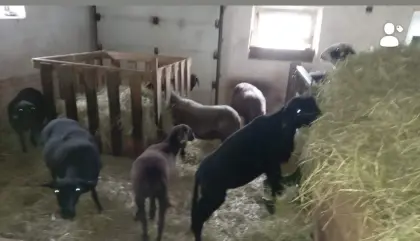 Verkaufe kl. Schafherde mit Junge