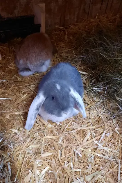 Deutsche Widder Rammler