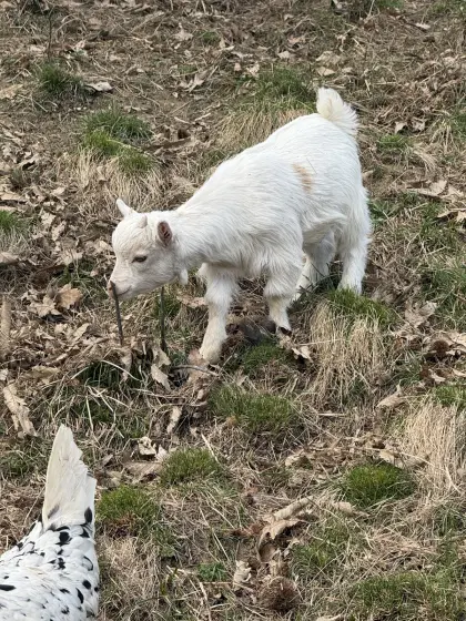 Zwergziegenböckchen