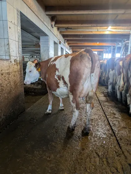 Kuh soll kalben 28.05.2026