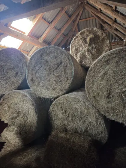Heuballen 1. Schnitt 2024 und 2025