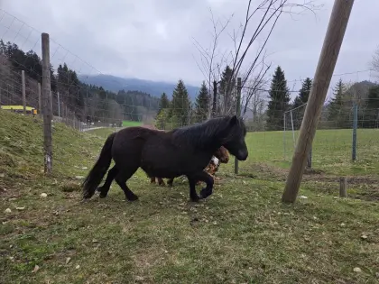 Brave 3-jährige Shettystute
