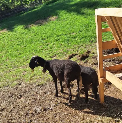 Schaf mit Lamm zu verkaufen