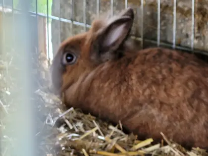 Kaninchen - Löwenkopf