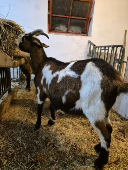 Tauernschecken-Mix-Ziege