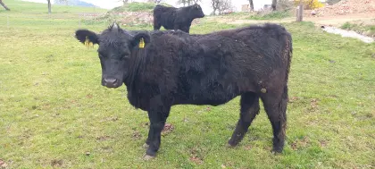 BIO GALLOWAY-ANGUS KALBINNEN