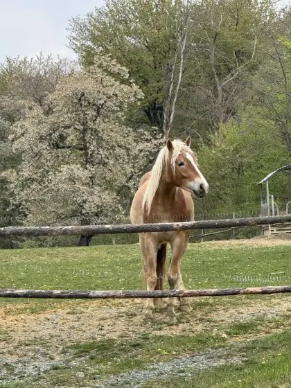 Haflingerhengst 2,5 mit Top Papier