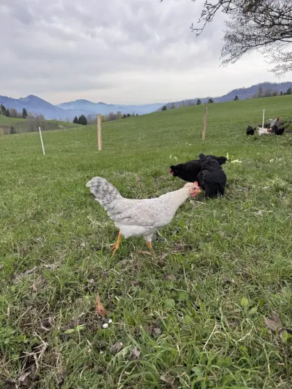 Cream Opal Legbar Hahn