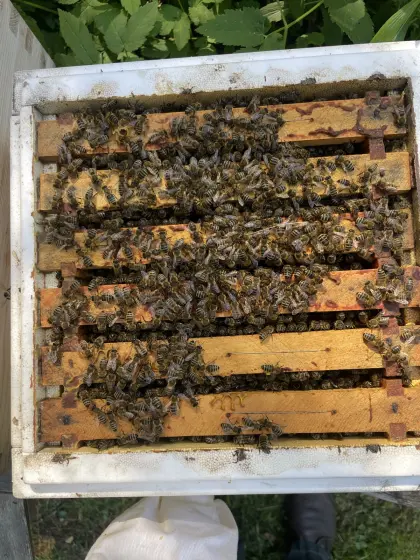 Erwerbsvolk (Bienenvolk)