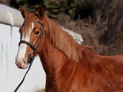 7 vielversprechende Jungpferde direkt vom Züchter