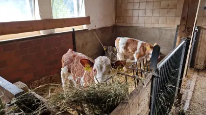 Fleckvieh Kalb/Ochse