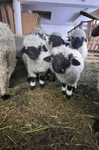 Verkaufe zwei weibl. Walliser Schwarznasen