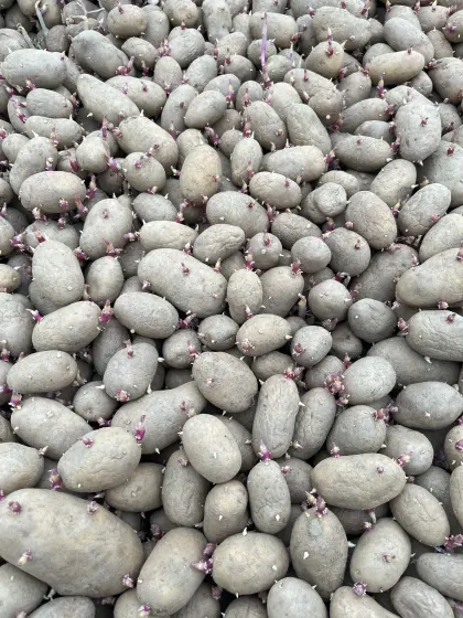 Verschenke Biofuttererdäpfel