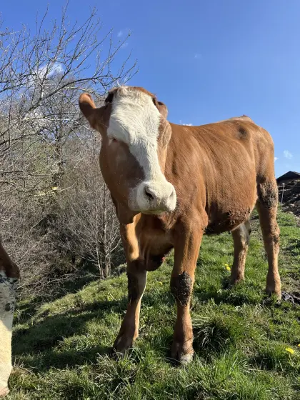 Bio Jungkalbin tragend